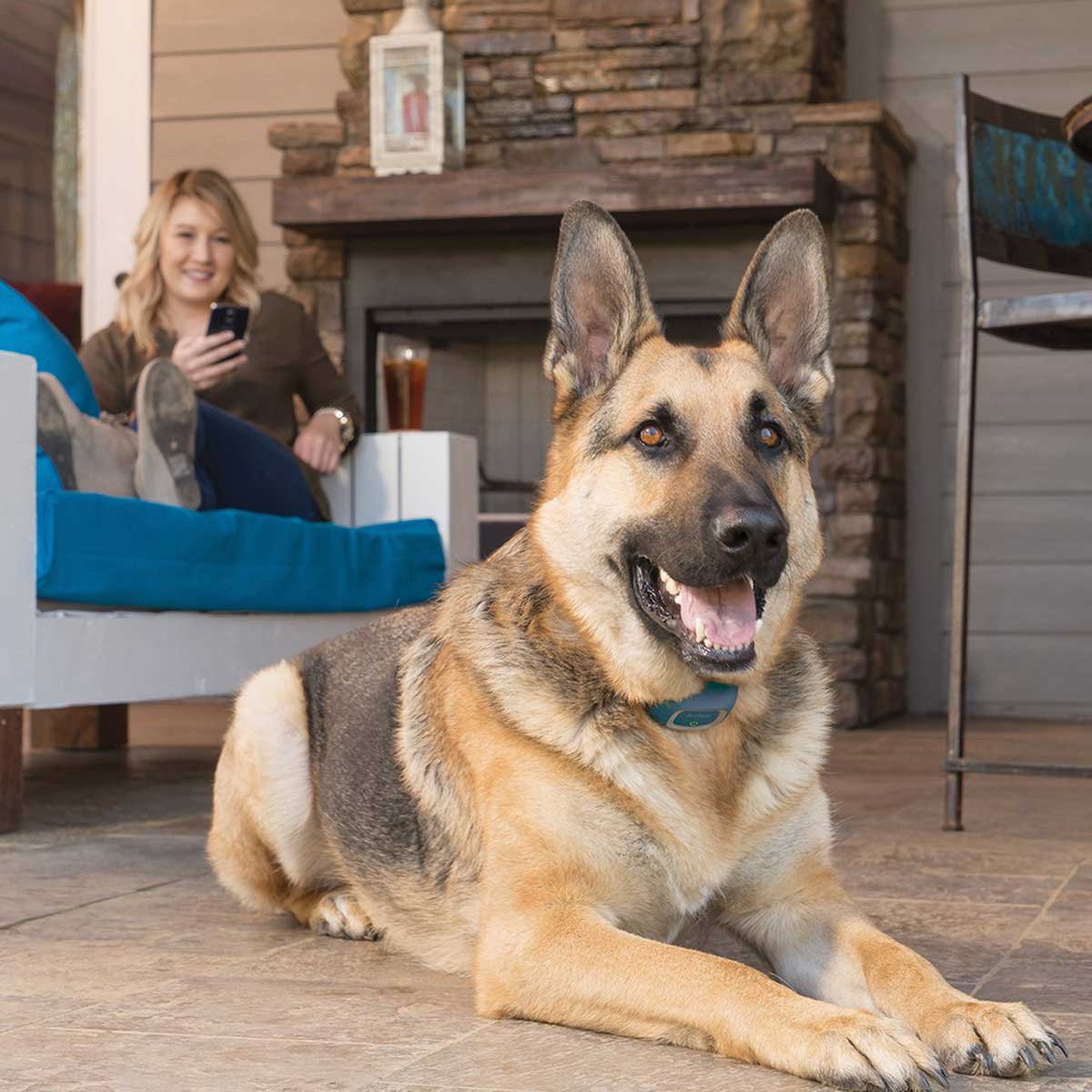 PetSafe kiképző nyakörv SMART DOG Trainer