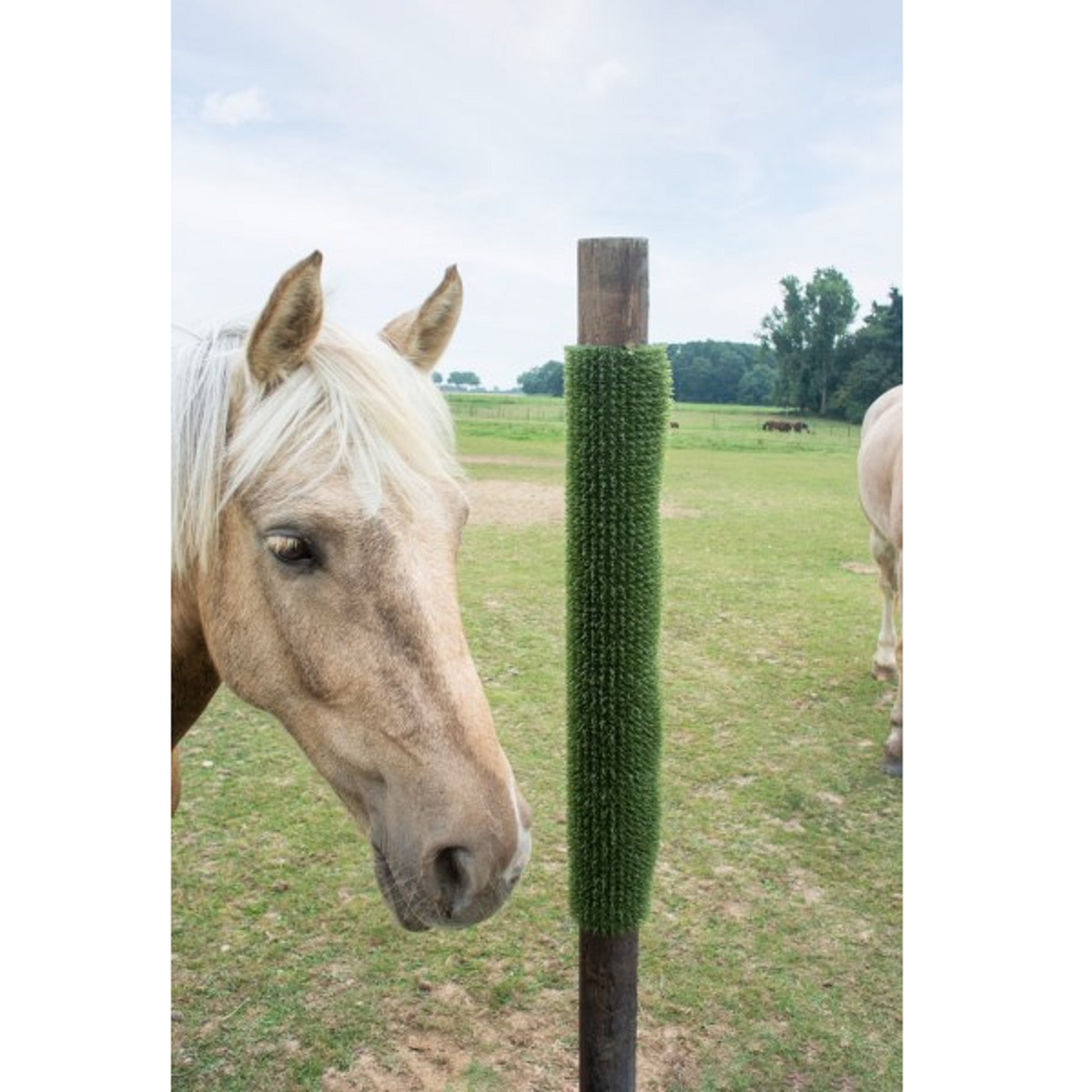 Vakarószőnyeg lovaknak KratzPad zöld 40 x 60 cm