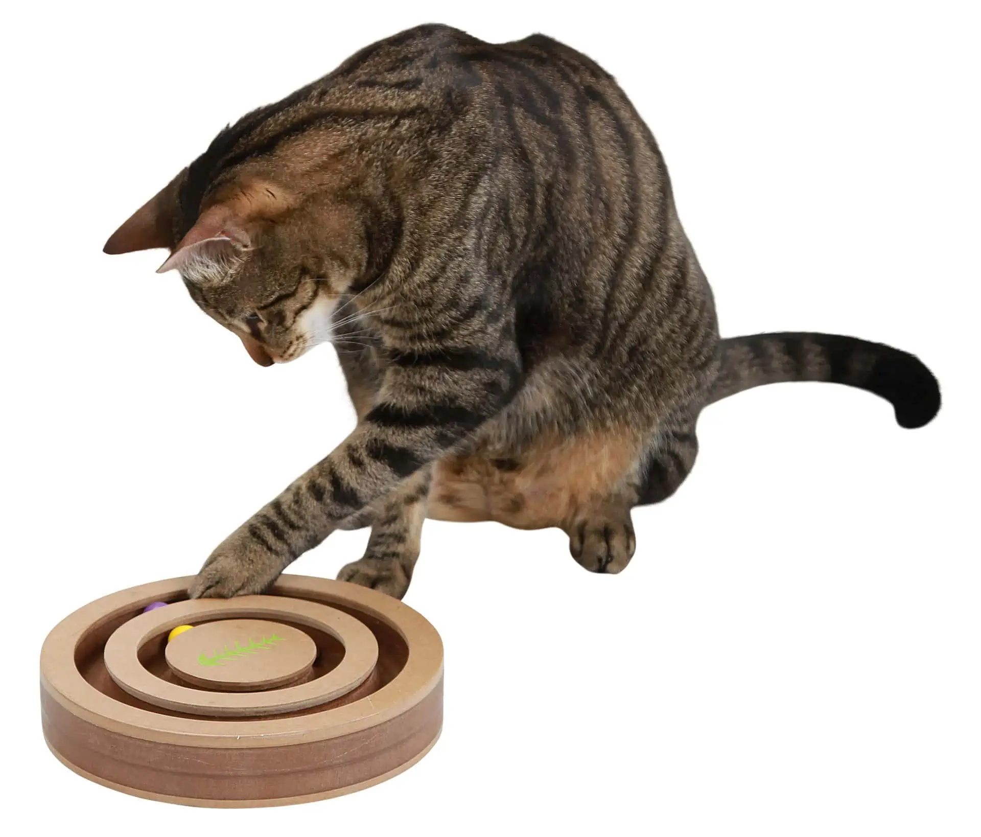 Gondolkodó és tanuló játék Izgalmas macskáknak 20x9cm
