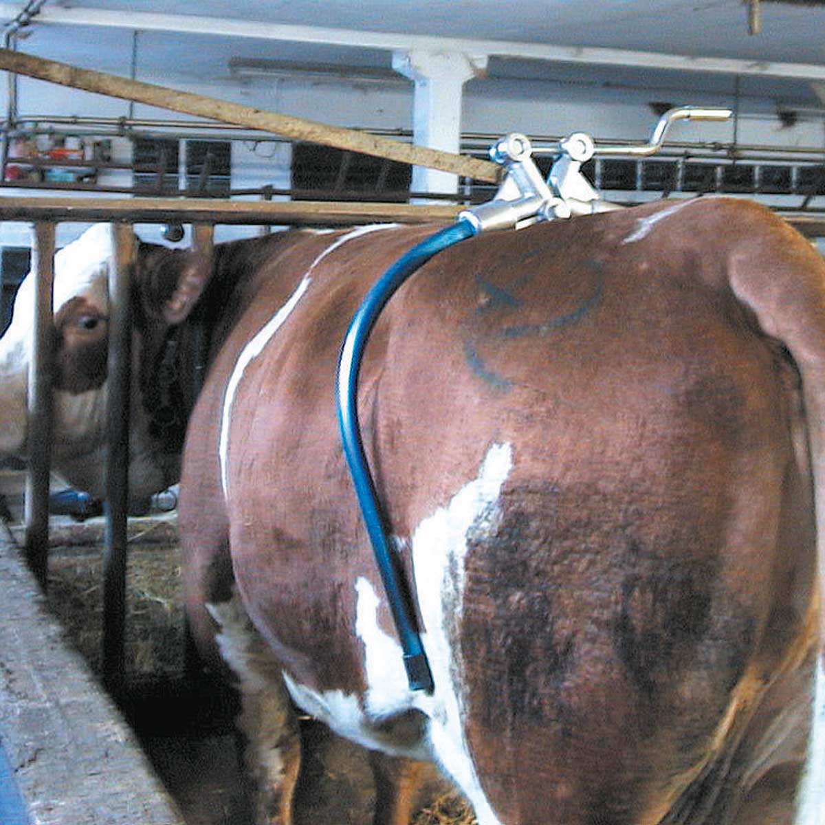 Csípő bilincs tehenek számára Amerika