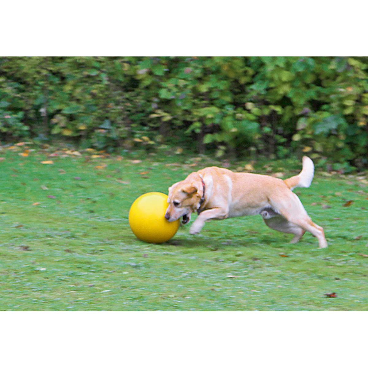 Kerbl Dog Play Ball Treibball 30cm