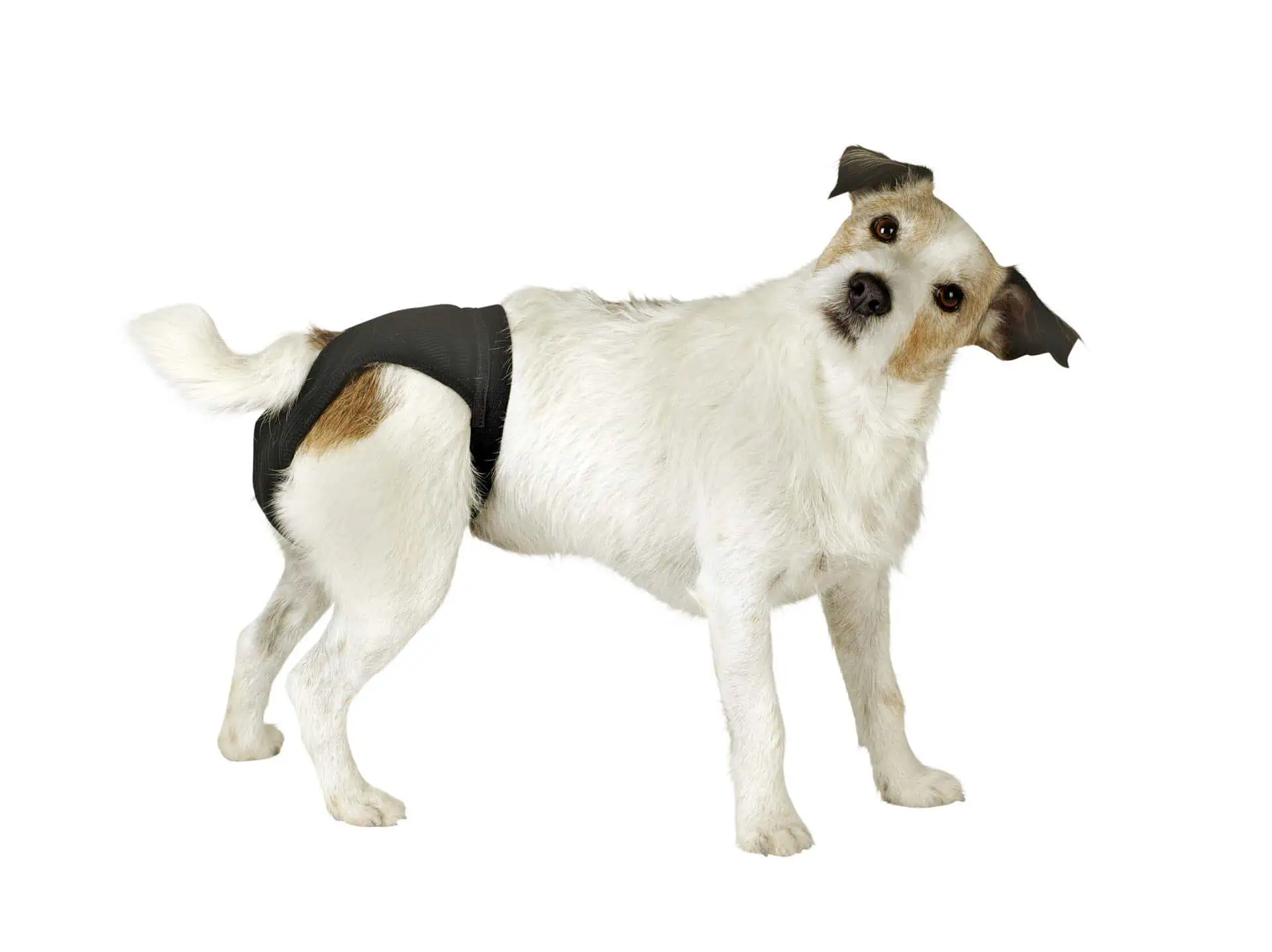 Luxus fekete kutyavédő nadrág