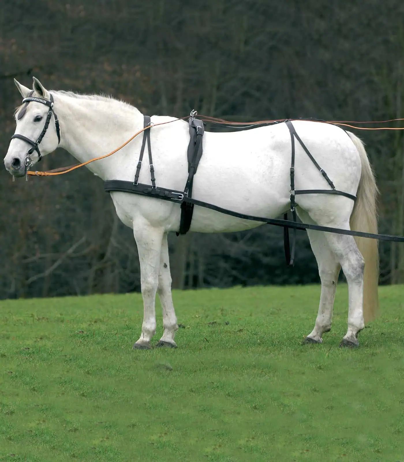 Single Harness Economic, Cob and Full black COB