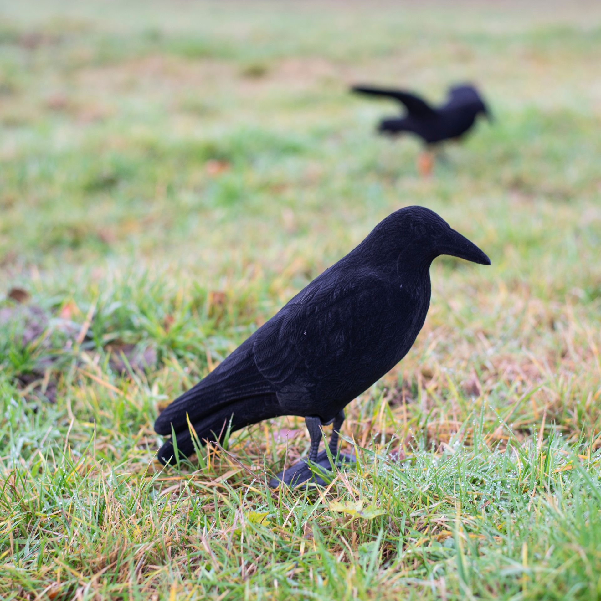 Flocked Full Body Decoy Crow