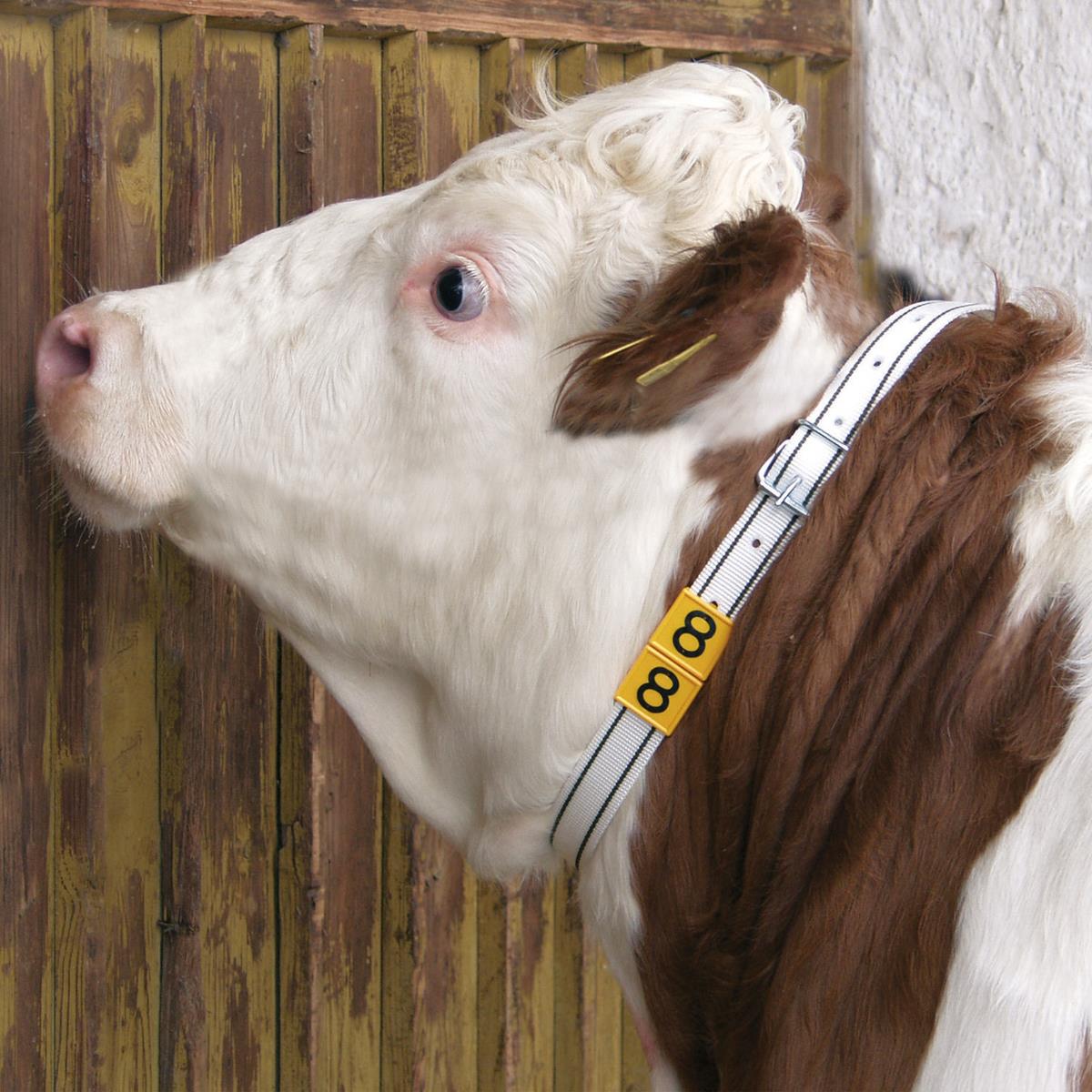Nyakjelölő szalag tehenek számára fehér/fekete 90 cm
